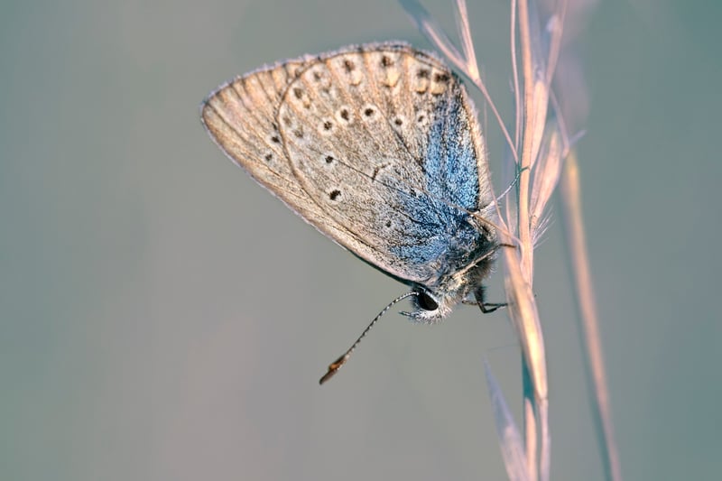 Butterfly on a flower